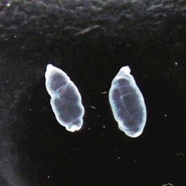 Larvas de solitaria: aliadas contra el cáncer de colon