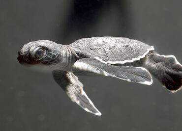 What you need to know about World Turtle Day