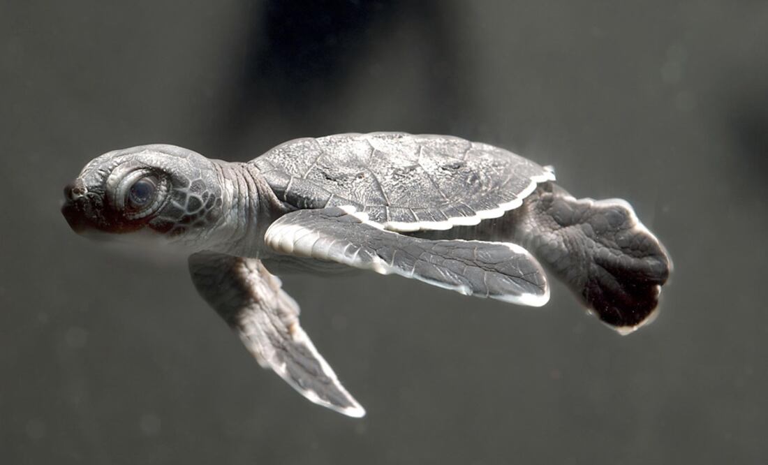 Several organizations around the globe are working to help turtles survive - Photo: Courtesy of Sea World, San Diego