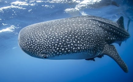 Rastrean al pez más grande del mundo a más de 20 mil kilómetros