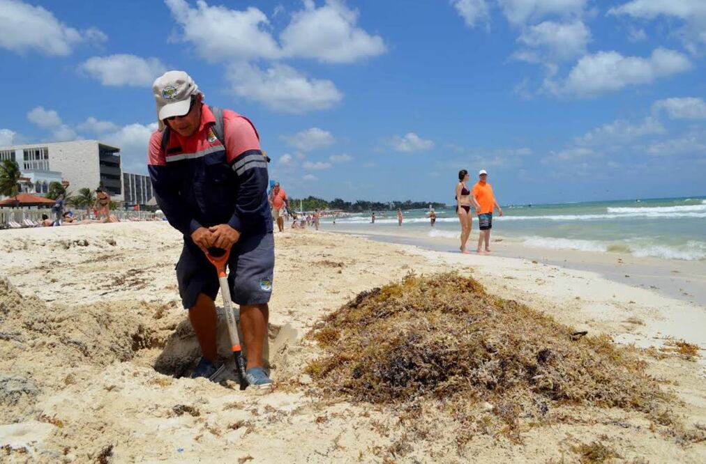 El recale de sargazo es un fenómeno que no se había vivido antes, ni en las playas de México ni en las de todo el Caribe, que afecta a los países de la zona (ARCHIVO EL UNIVERSAL)
