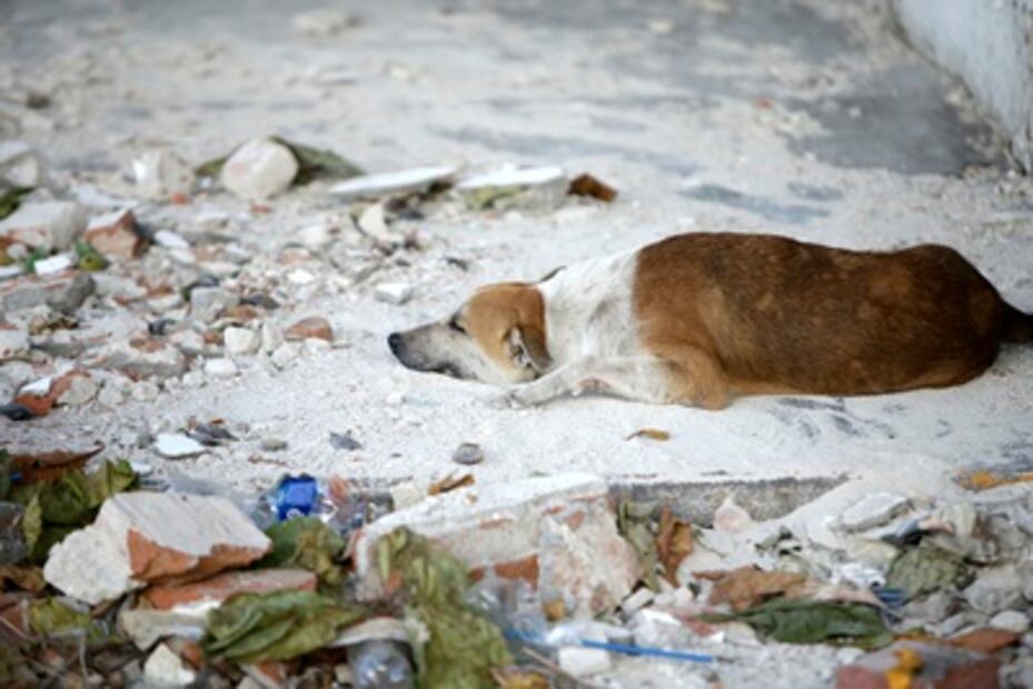 Los perros y los gatos olvidados que dejó el temblor