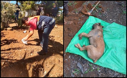 Denuncian envenenamiento masivo de perros y gatos en Comapa, Veracruz