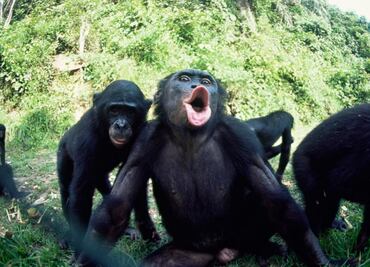 Los Chimpancés y bonobos tuvieron sexo