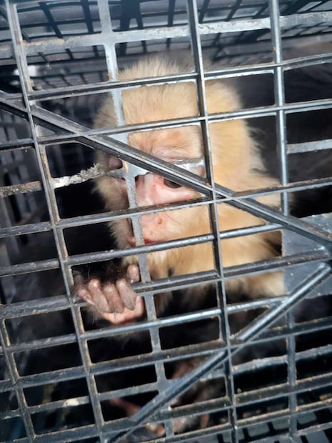 Profepa recibe 10 monos capuchinos que eran trasladados ilegalmente en Tabasco (06/04/2026). Foto: Profepa