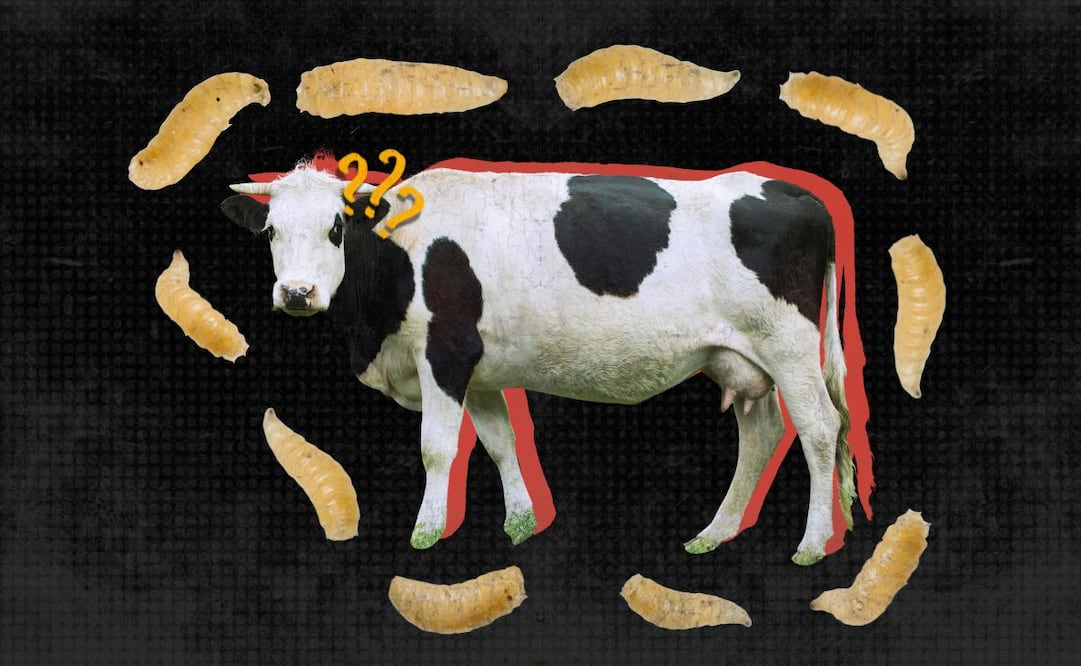 Gusano barrenador. Foto: Angélica Vázquez / EL UNIVERSAL