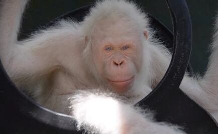 El único orangután albino del mundo vivirá en su propia isla artificial