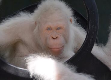 El único orangután albino del mundo vivirá en su propia isla artificial