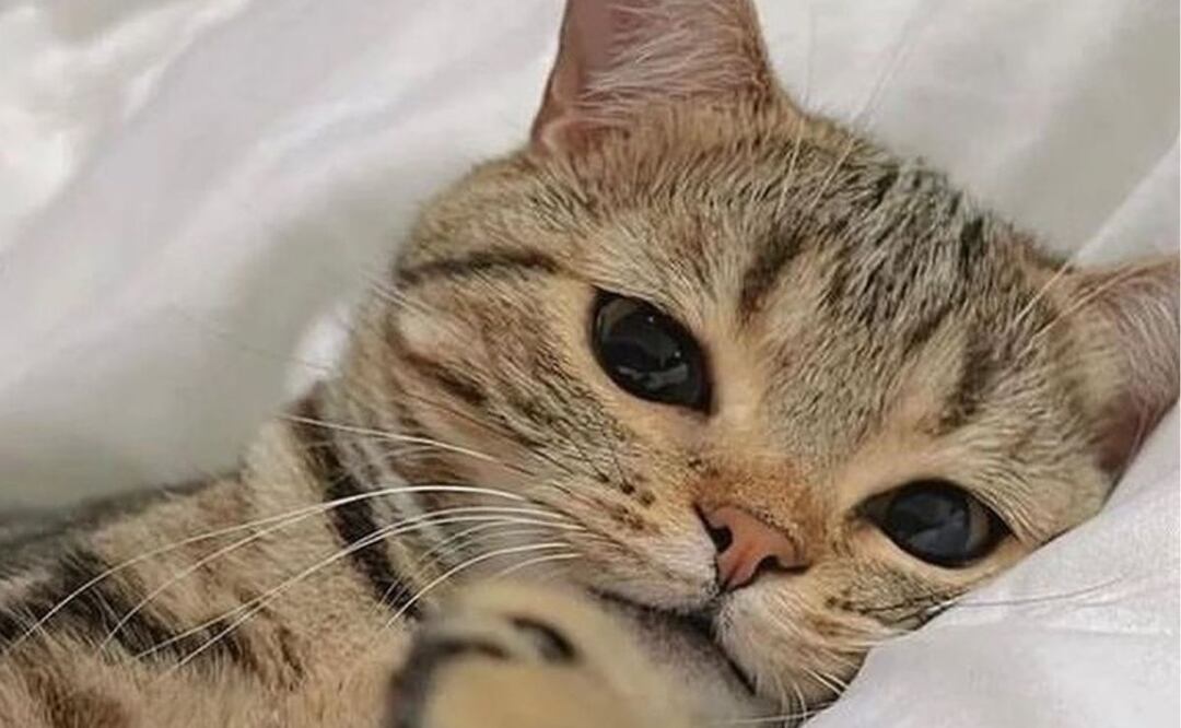 Un gato solidario compartió su comida con un ratón. (Fuente Instagram @cats.virals)