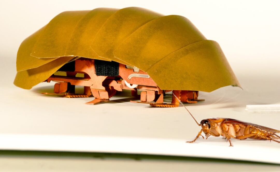 Robot cucaracha ayudará en derrumbes de edificios