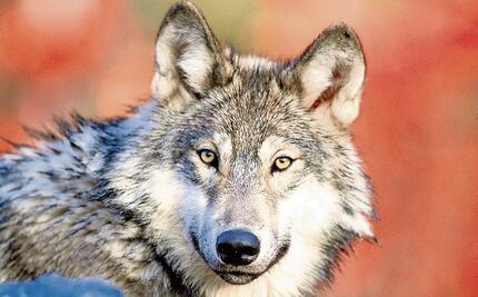 Las barreras artificiales vulneran a las especies