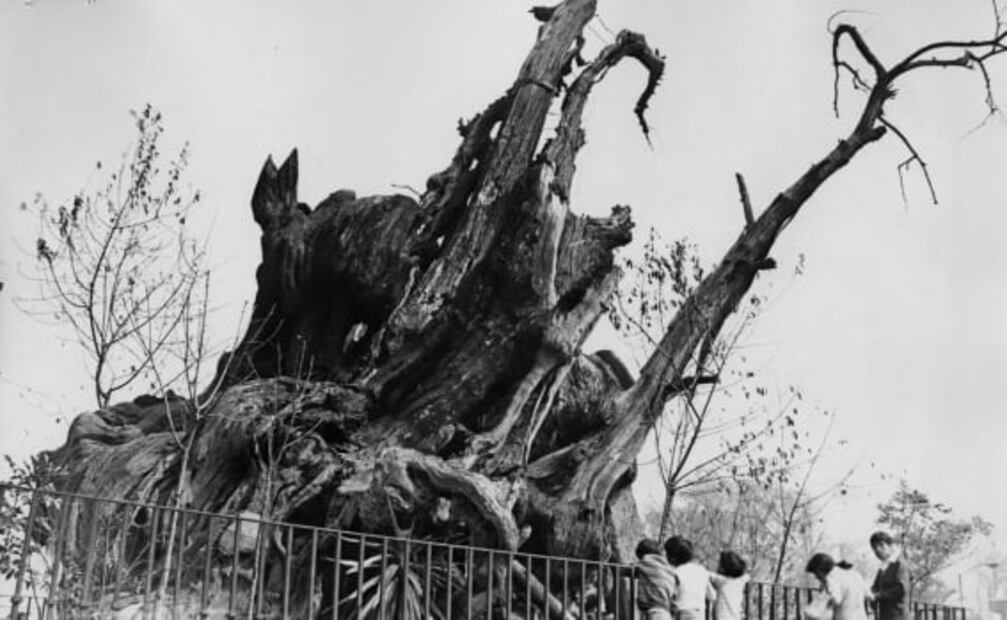 La leyenda del árbol de la Noche Triste a 40 años de su incendio