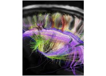 Primera transferencia de recuerdos entre seres vivos