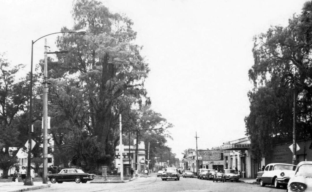La Calzada México-Tacuba vista desde el cruce con Mar Blanco, en Popotla, alrededor de 1960, antes de que fuera ensanchada. A la izquierda destaca el Árbol de la Noche Triste o de la Noche Victoriosa, que más tarde fue destruido por un incendio; también aparece la Farmacia del Árbol, cuya fachada hoy es parte de una agencia Seat. Colección Villasana.