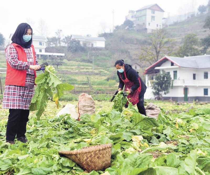 Voluntarias cosechan tallos de mostaza para residentes de la aldea Erdu, en Chongqing. Ayudan a los locales necesitados y aquellos que están en cuarentena domiciliaria. Foto: WANG QUANCHAO. XINHUA