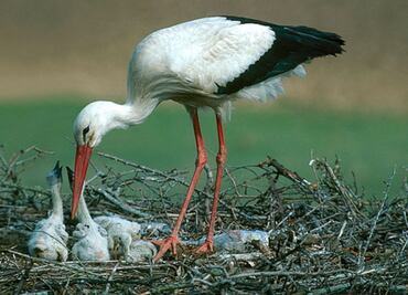 Descubre los motivos por el que las cigüeñas pueden llegar a matar a sus crías, según biólogo