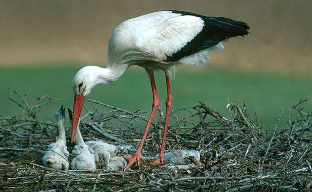 Una conducta adaptativa, no agresiva. Fuente: Freepik.