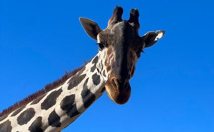 Jirafa "Benito": ¿por qué estos animales se encuentran en peligro de extinción?