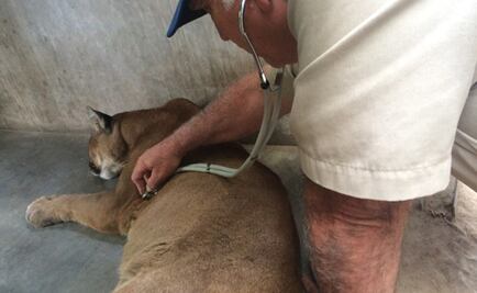 Aseguran puma que deambulaba en capital de Chihuahua