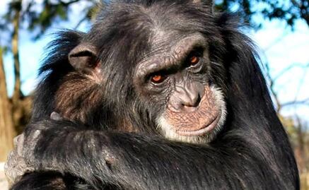 "Frodo", el chimpancé que raptó a una niña y se la comió