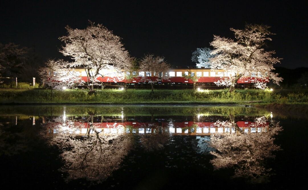 Un tren circula junto a varios cerezos en flor mientras se reflejan en un estanque en Ichihara, al este de Tokio, en Japón. Foto: Archivo