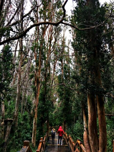 Árboles gigantes, glaciares y otras razones para viajar a Bariloche