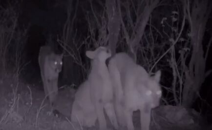 Confirman nacimiento de crías de puma en Hidalgo
