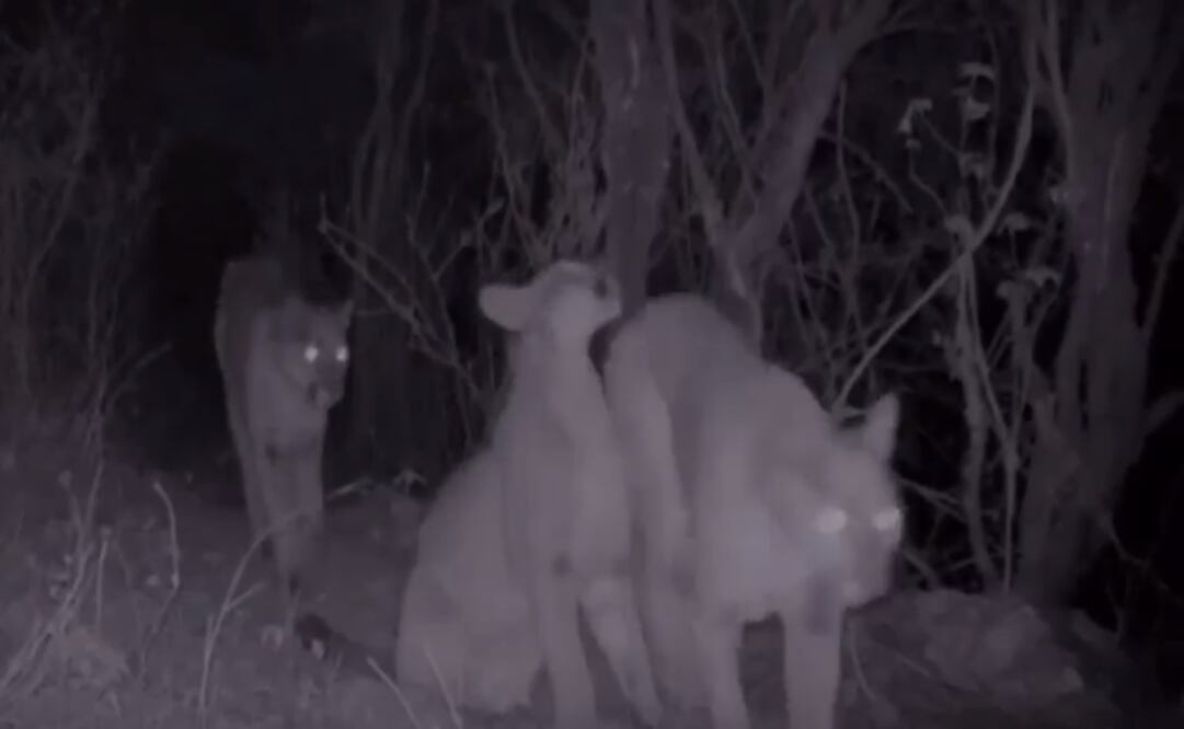 Foto: Captura de video