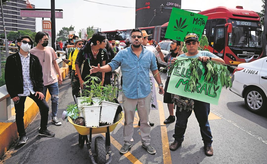 La ley sobre el uso lúdico de la cannabis es otro pendiente que espera aval en la Cámara Alta este año. Foto: Archivo/ EL UNIVERSAL.