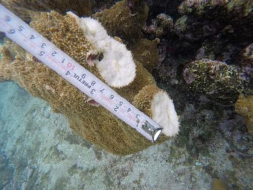 Encalla velero estadounidense en Área Natural Protegida de Quintana Roo