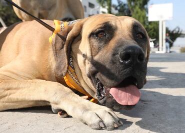 ¿Qué hacer cuando rescatas a un michi o lomito?; estas son algunas de las recomendaciones