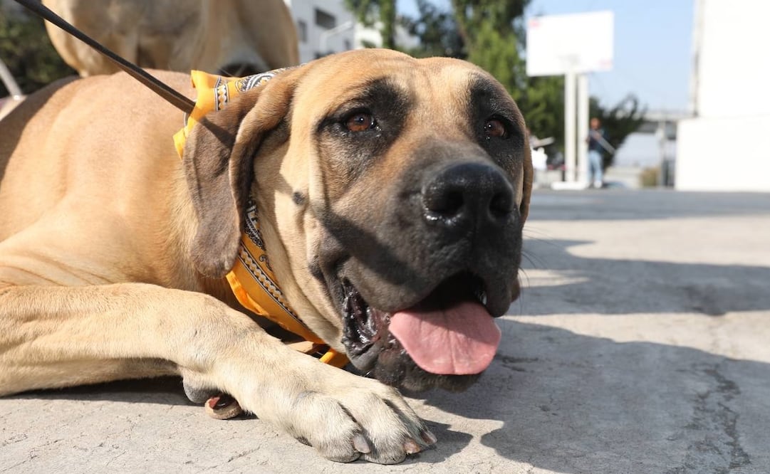 11 perros fueron rescatados en Puebla. Foto: Especial