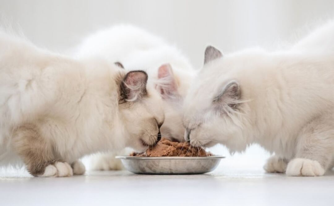 Beneficios de la comida húmeda para gatos. Fuente: Freepik.