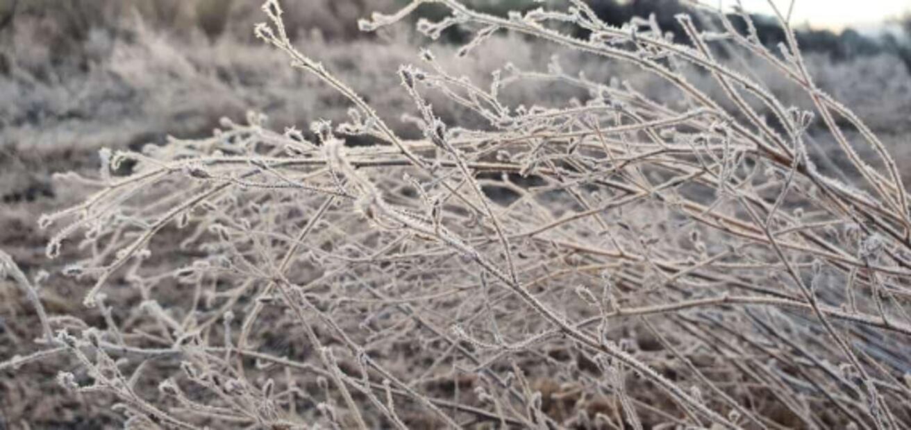 FOTOS: Con temperaturas de hasta menos 6 grados municipios de la sierra alta de Sonora amanecen escarchados