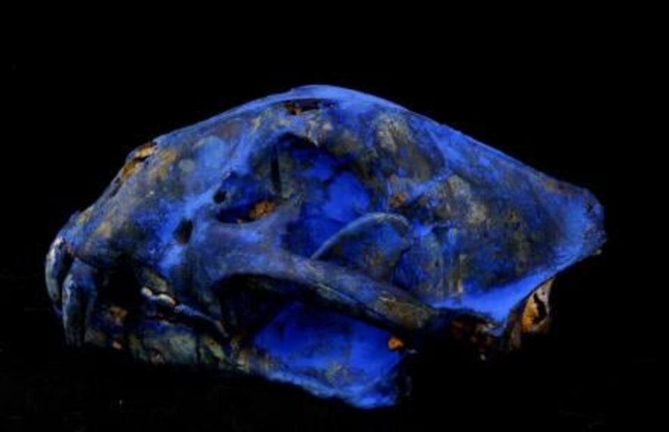 Artistas plásticos de Oaxaca apoyan preservación del jaguar