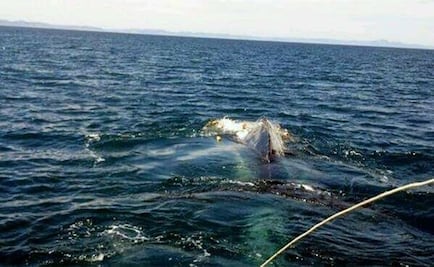 Nace ballenato frente a costas de Oaxaca