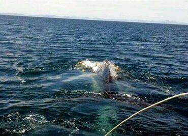 Nace ballenato frente a costas de Oaxaca