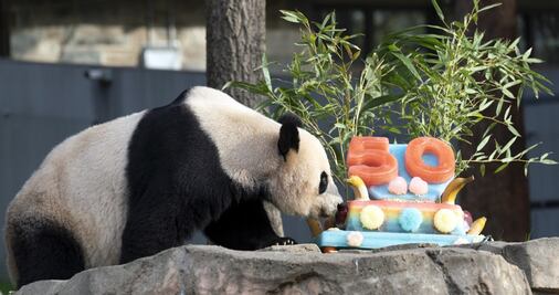 Pandas devoran un pastel y conmueven a la audiencia