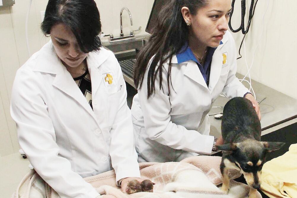 Servicios accesibles. En el lugar laboran 70 médicos. La esterilización y vacunación de los gatos y perros es gratuita (ARCHIVO EL UNIVERSAL)