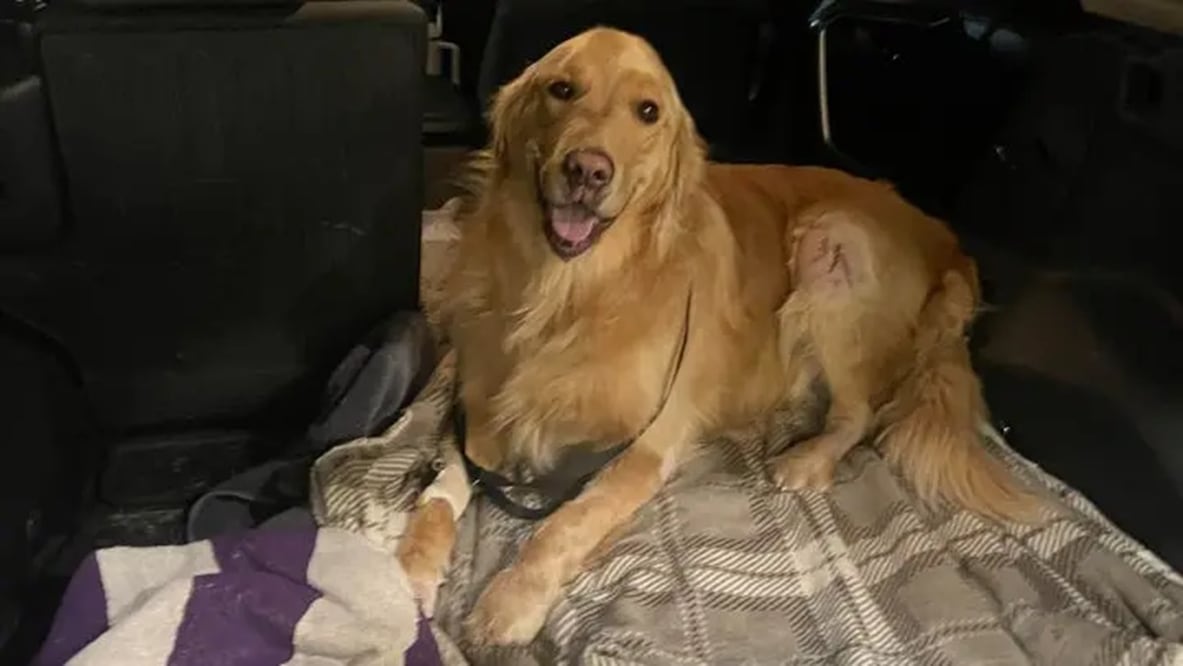 Leo, el Golden Retriever que cayó por un acantilado. Foto: GoFundMe