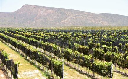 Conoce lo nuevo de Hacienda Florida, vinos coahuilenses