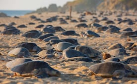 Liberan más de seis millones de tortugas marinas en Michoacán; destacan programa de protección 