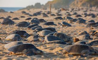 Liberan más de seis millones de tortugas marinas en Michoacán; destacan programa de protección 
