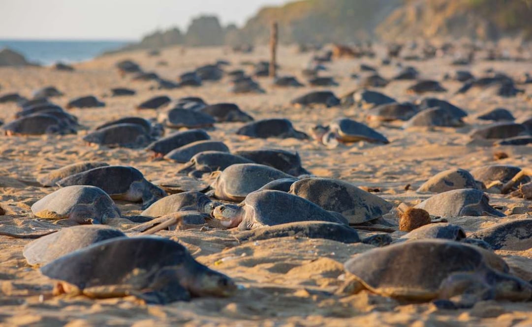 Liberan más de seis millones de tortugas marinas en Michoacán (03/06/2026). Foto: Especial
