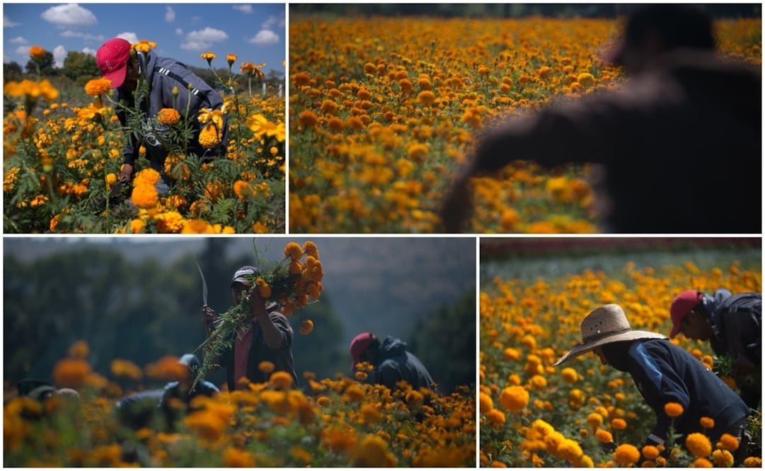 Fotos: Armando Solis / EL UNIVERSAL