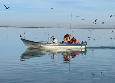 Inicia veda temporal del camarón en el litoral del Océano Pacífico; gobierno llama a respetar medidas de protección