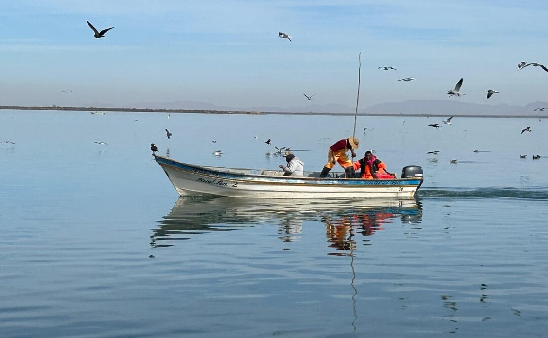 Inicia veda temporal del camarón en el litoral del Océano Pacífico; gobierno llama a respetar medidas de protección. Foto: Sagarhpa