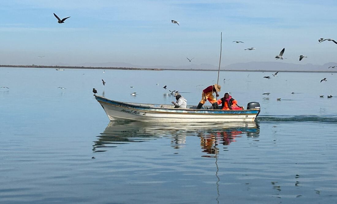 Inicia veda temporal del camarón en el litoral del Océano Pacífico; gobierno llama a respetar medidas de protección. Foto: Sagarhpa