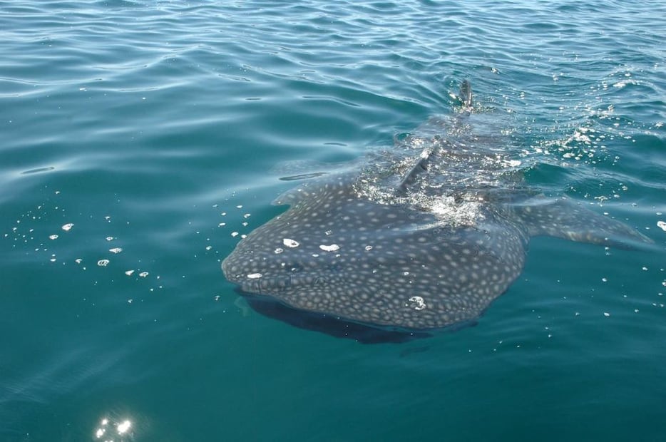 Foto: Secretaría de Turismo y Economía de Baja California Sur
