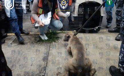 Fiscalía de la CDMX rescata de posible maltrato a 5 perros en inmueble de Iztacalco